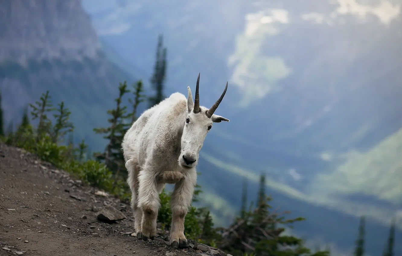 Photo wallpaper mountains, nature, goat