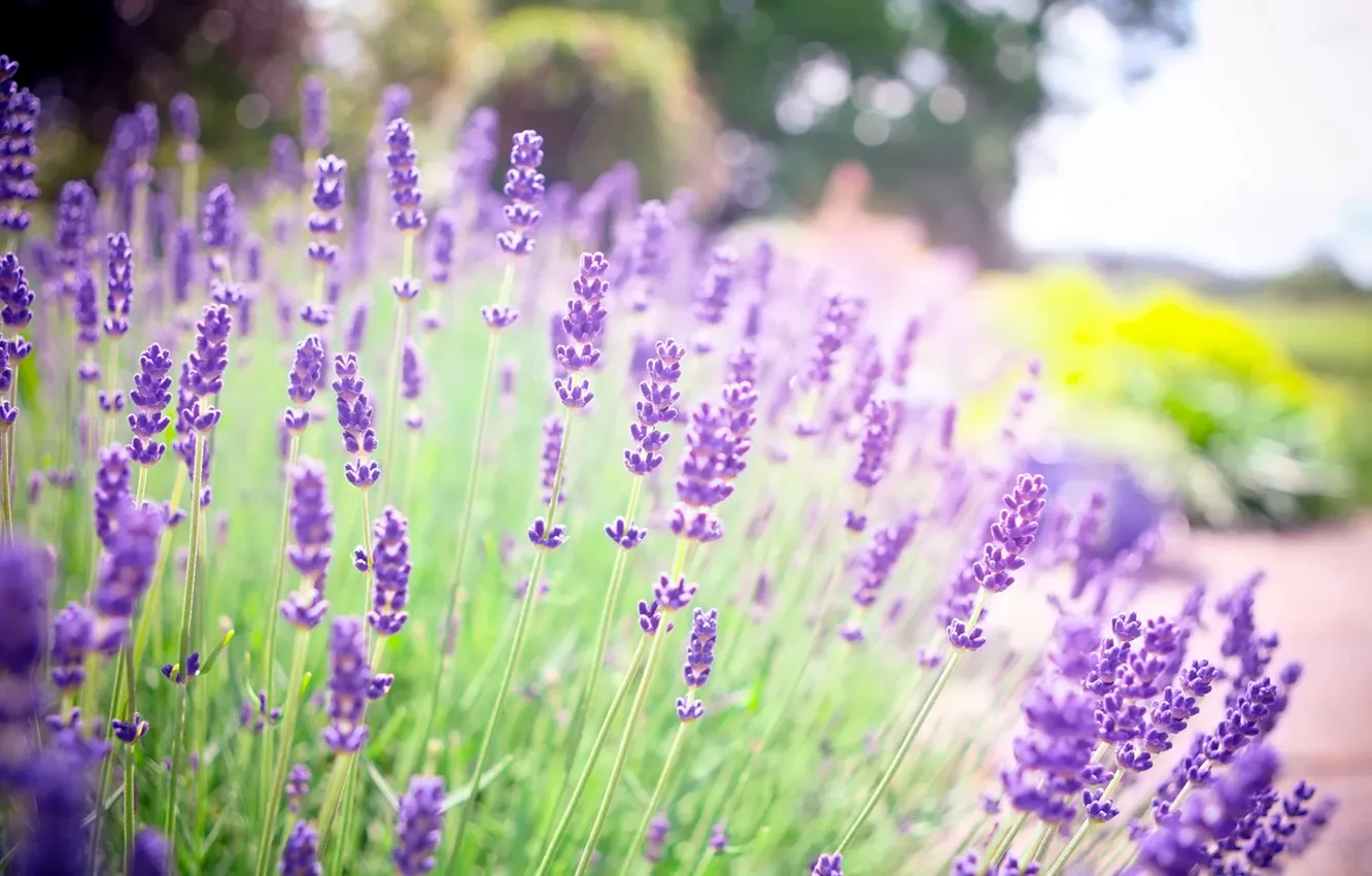 Photo wallpaper summer, flowers, nature, lavender, lilac