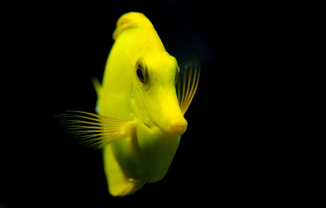 Photo wallpaper water, macro, fish