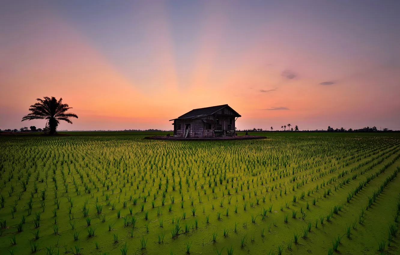 Photo wallpaper field, sunset, house