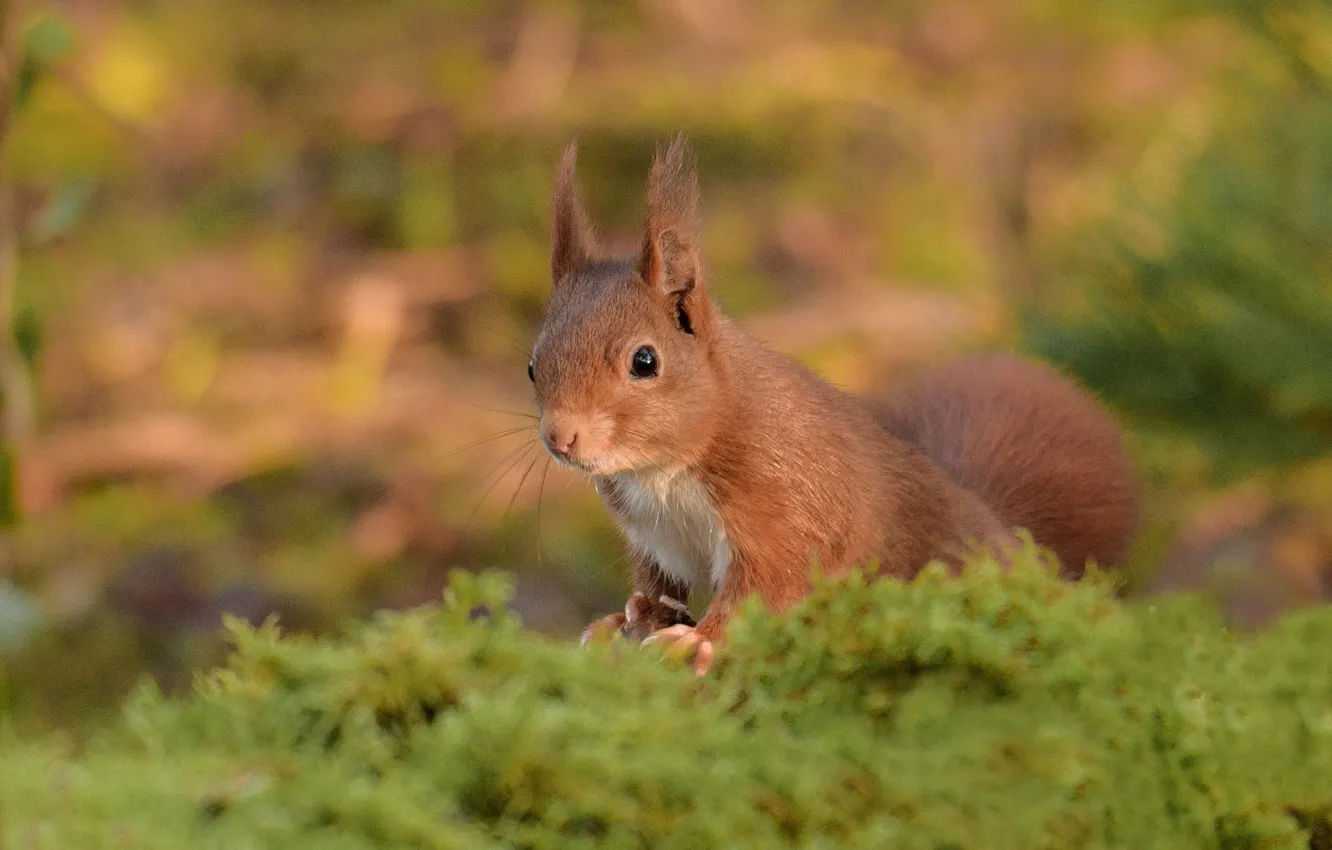 Photo wallpaper moss, protein, red, bokeh
