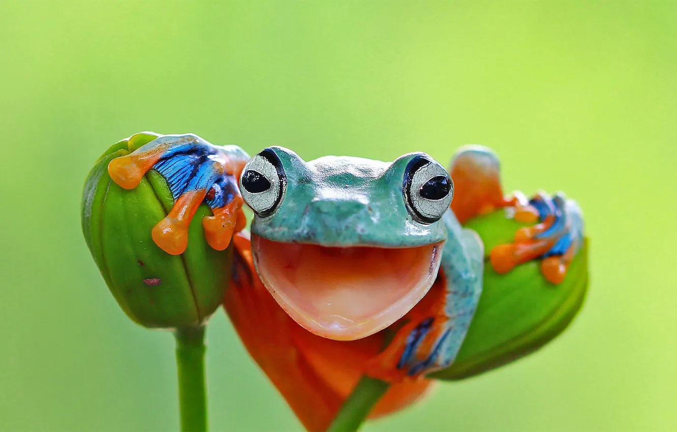 Photo wallpaper green, colorful, nature, frog, mouth, Java