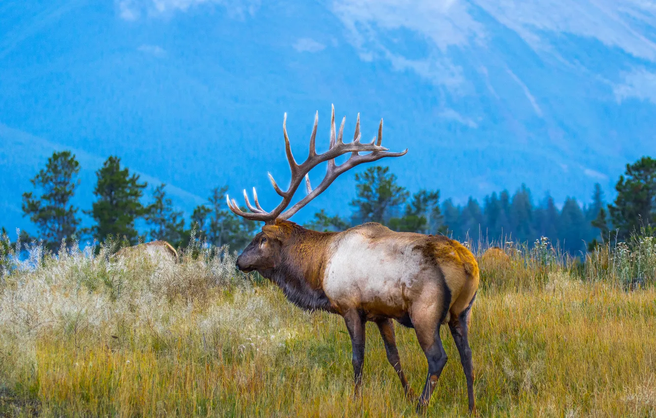 Photo wallpaper field, forest, grass, mountains, blue, deer