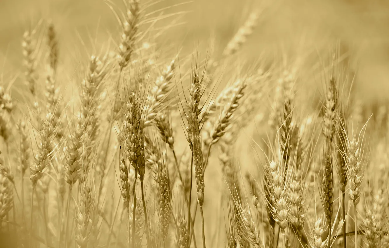 Photo wallpaper field, summer, rye, harvest, ears
