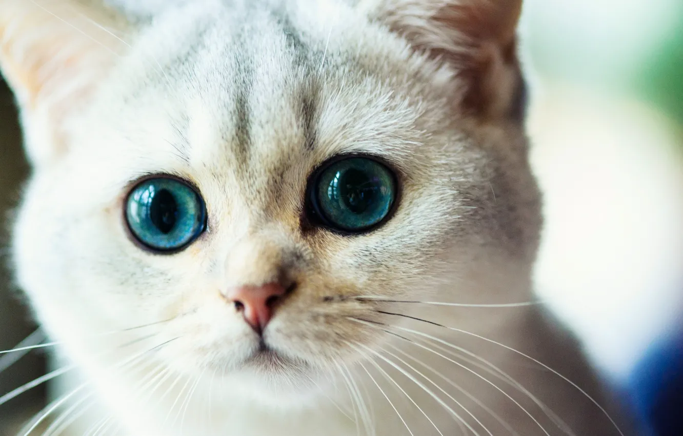 Photo wallpaper cat, mustache, look, muzzle, eyes