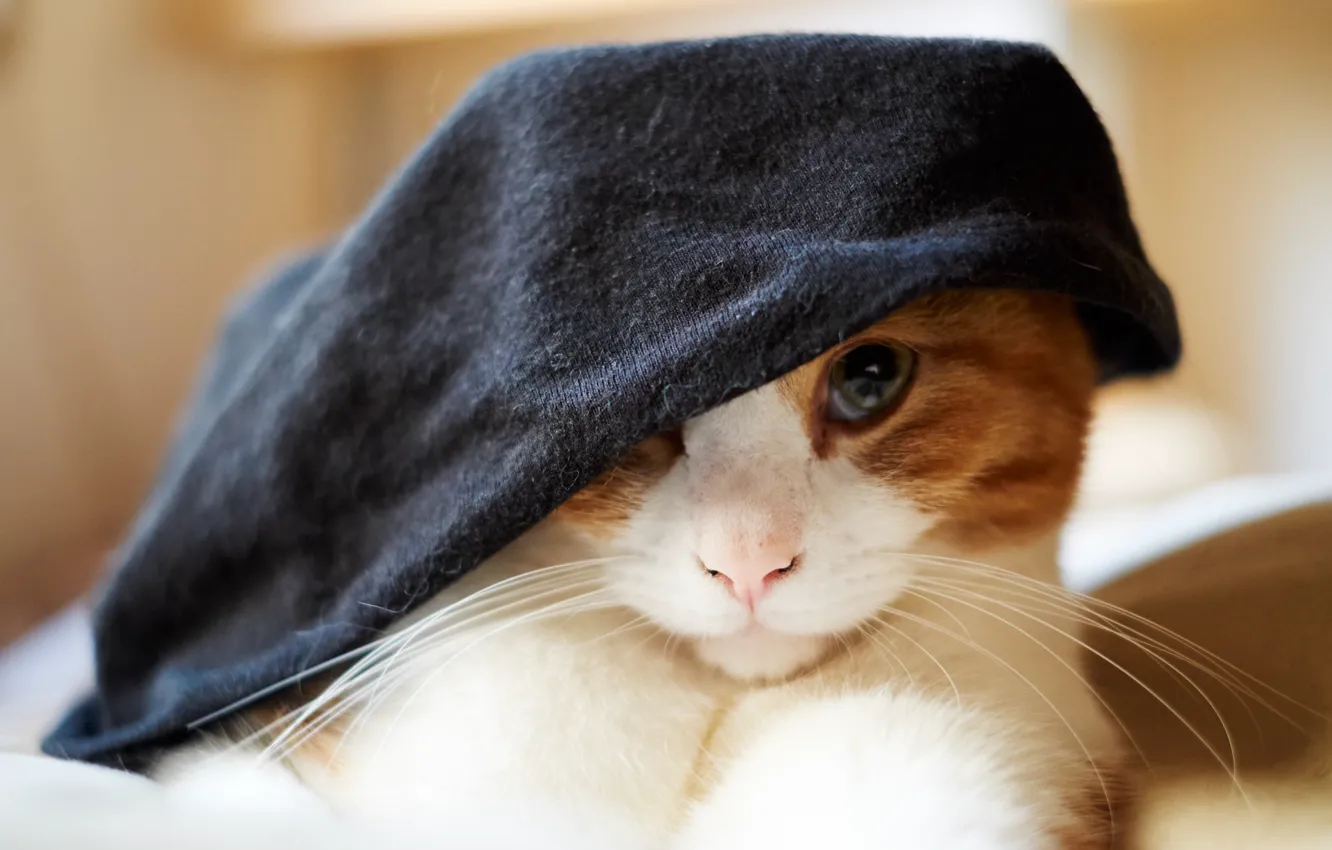 Photo wallpaper cat, look, background