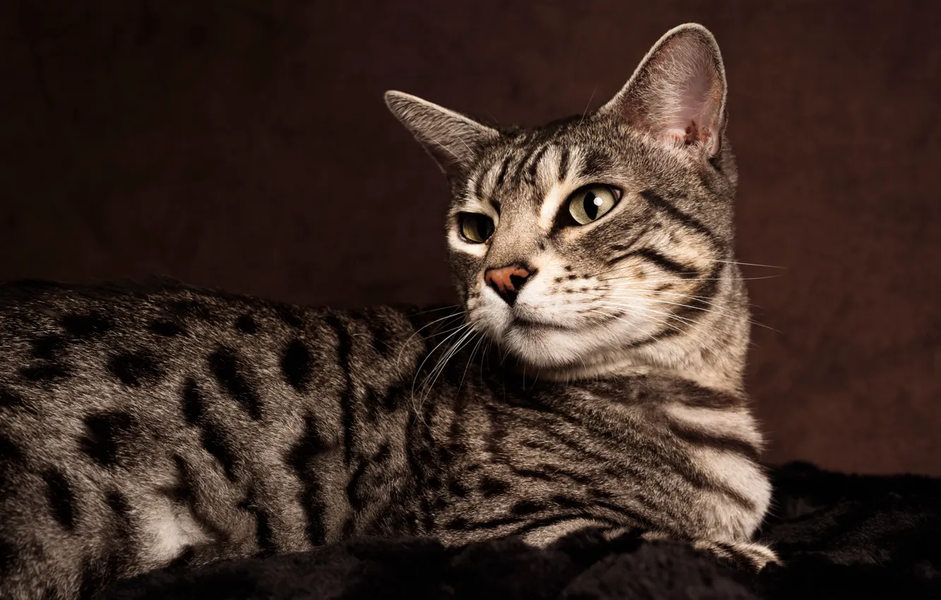 Photo wallpaper cat, cat, look, background, portrait, lies, striped