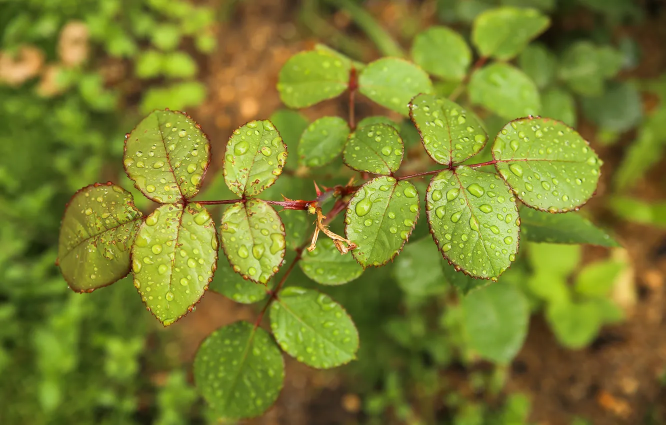 Photo wallpaper forest, grass, leaves, water, freshness, nature, Rosa, rain