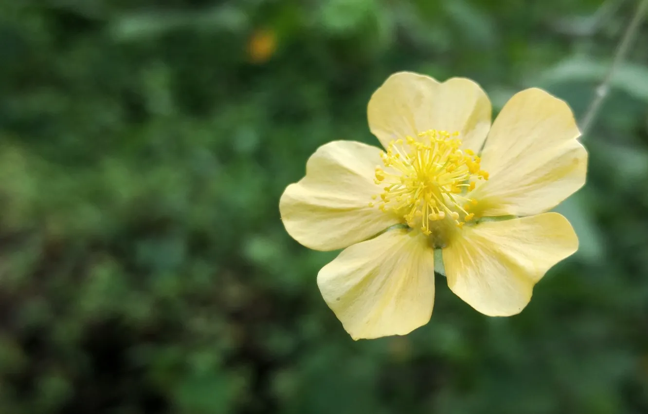 Photo wallpaper flower, nature, yellow, macro, colour