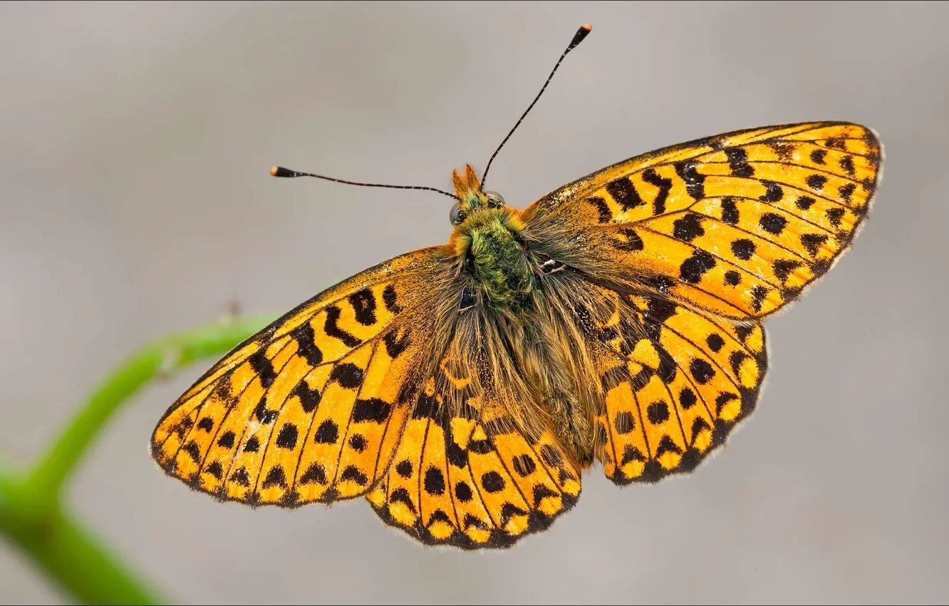 Photo wallpaper butterfly, insect, fly