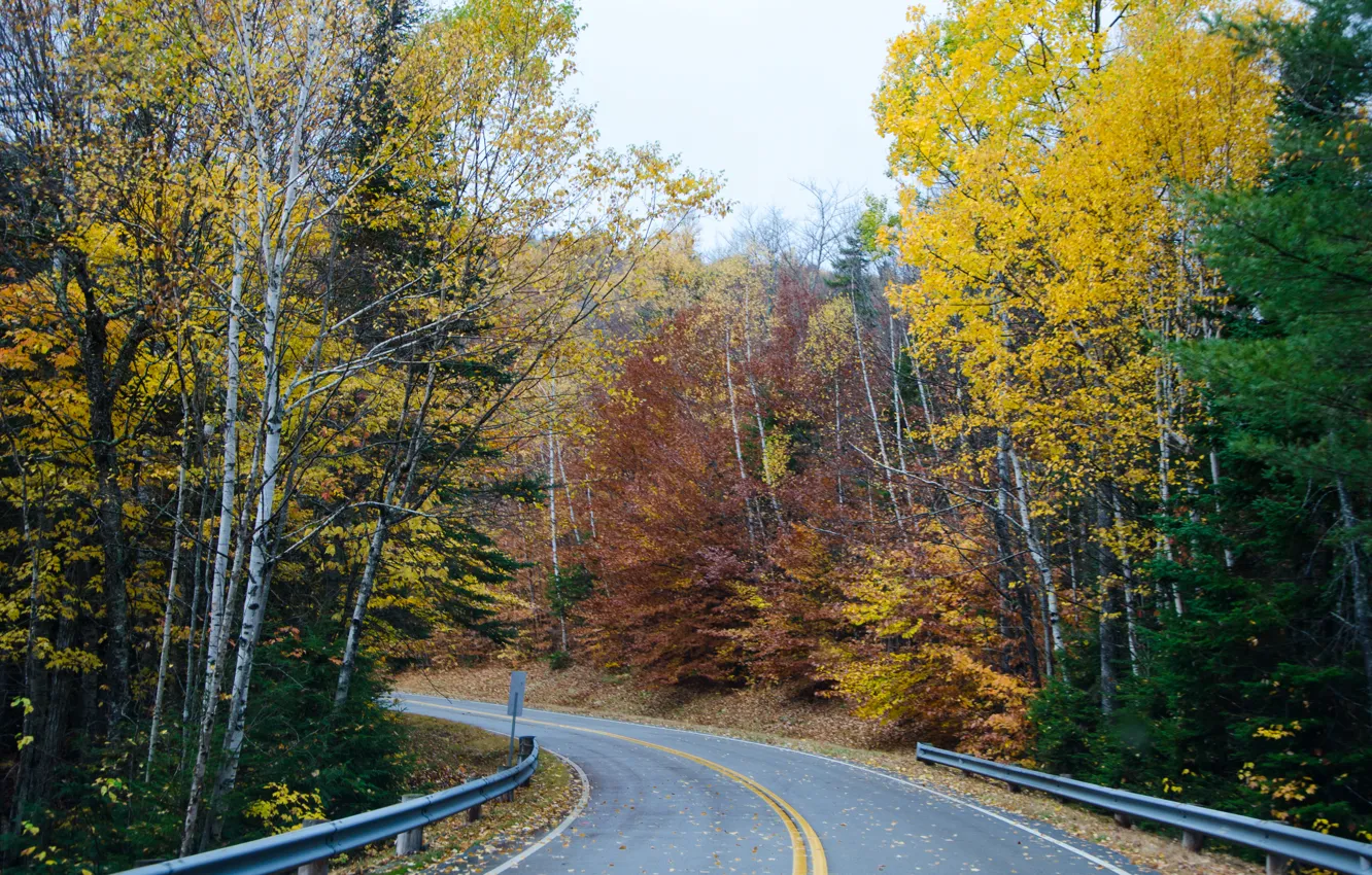 Photo wallpaper road, forest, Autumn, forest, road, autumn