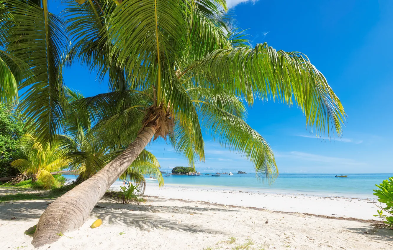 Photo wallpaper sea, beach, landscape, tropics, palm trees, blue water