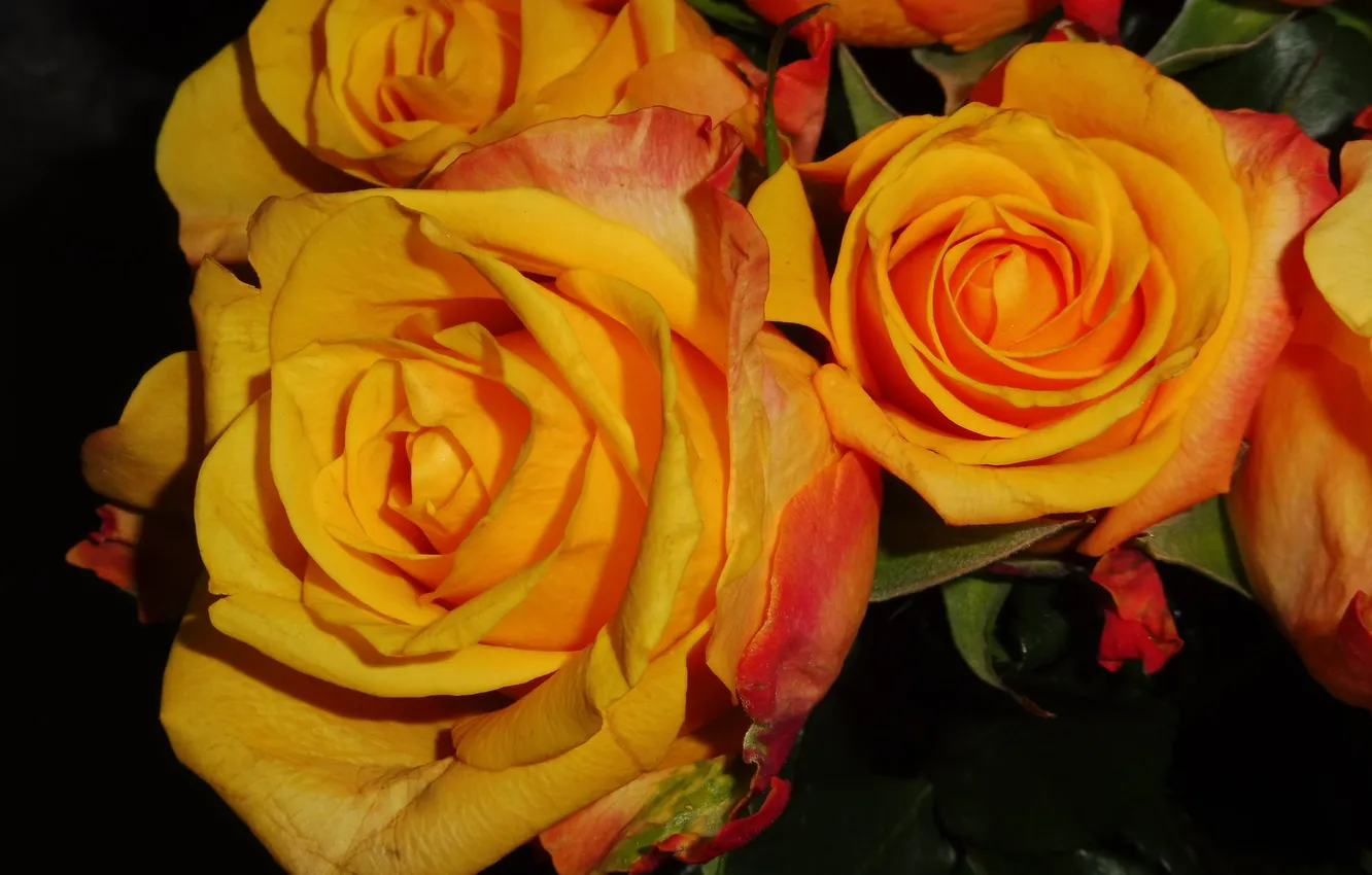 Photo wallpaper roses, trio, yellow roses