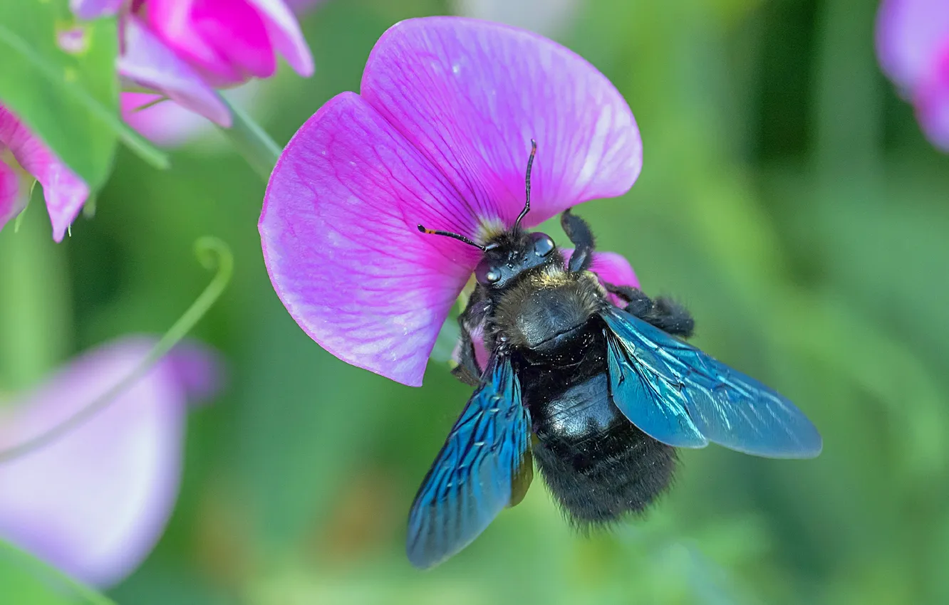 Photo wallpaper flowers, nature, bumblebee, flower, nature, Bumblebee, vetch