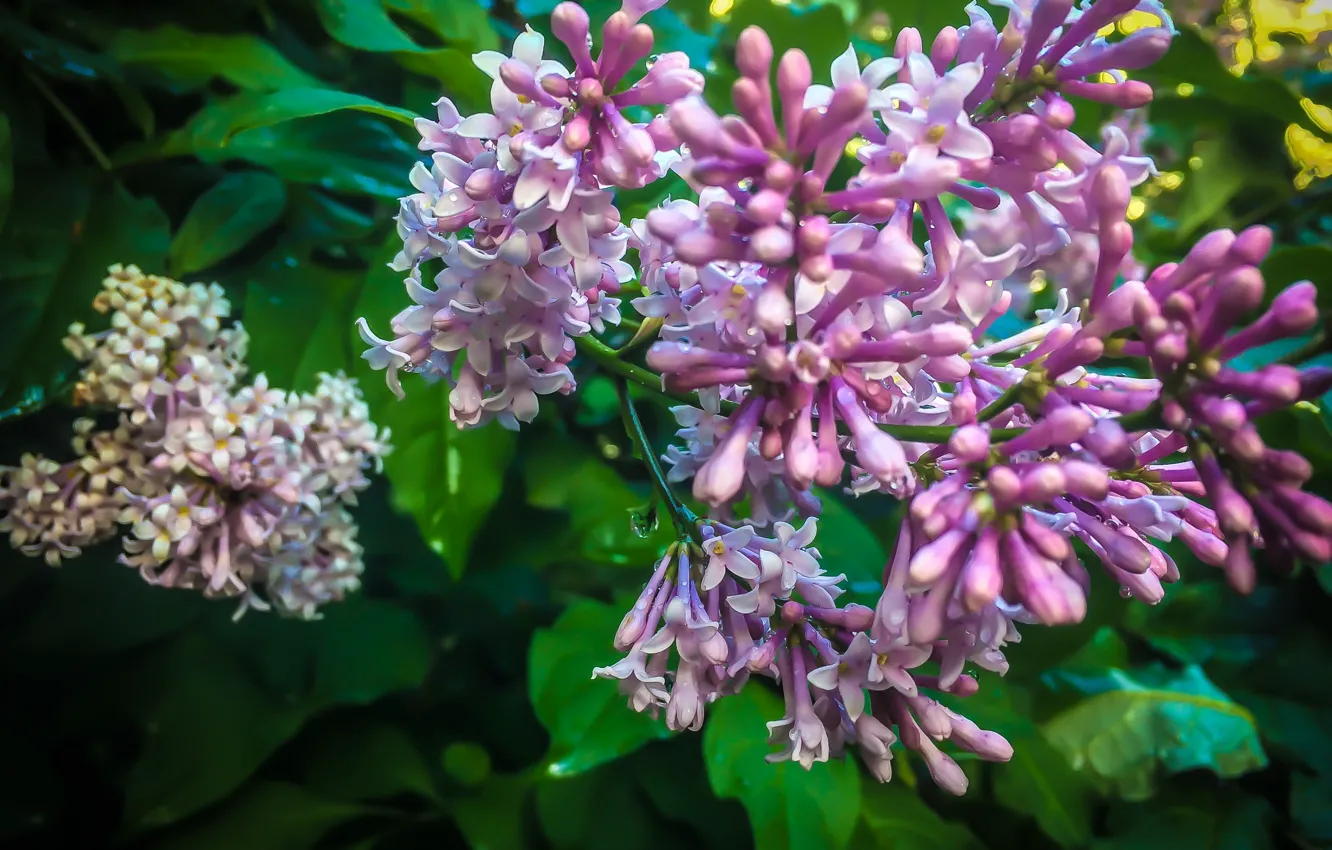 Photo wallpaper flowers, nature, lilac, flora