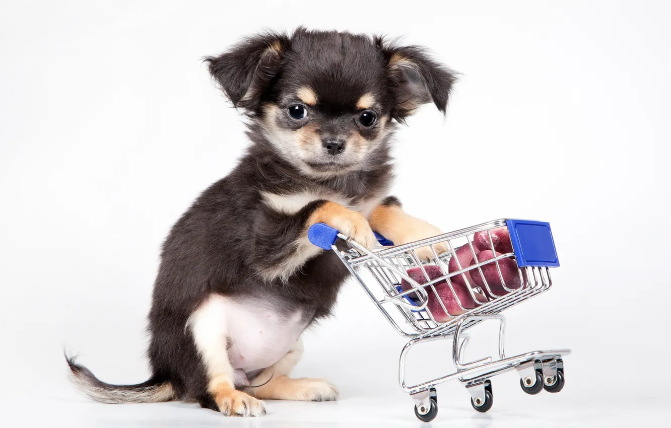 Photo wallpaper background, dog, puppy