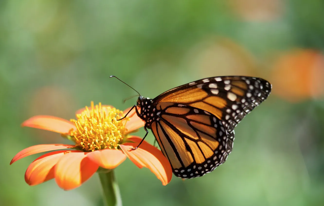 Photo wallpaper flowers, butterfly, baterfly