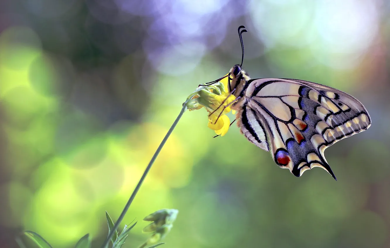Photo wallpaper flowers, butterfly, swallowtail