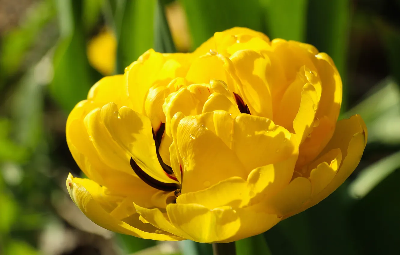 Photo wallpaper flower, macro, yellow, Tulip, Terry