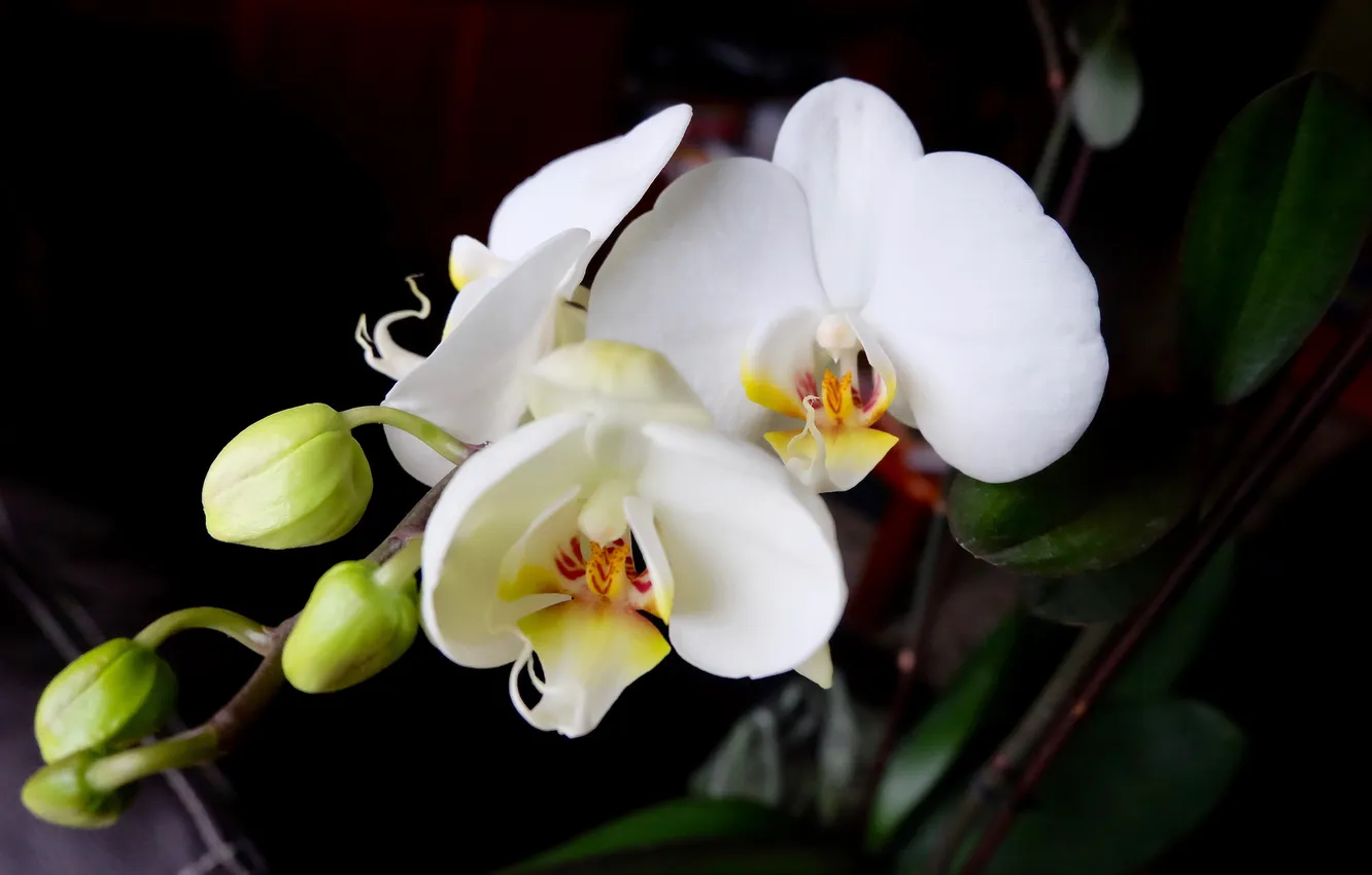 Photo wallpaper leaves, flowers, branches, white, black background, buds, Orchid