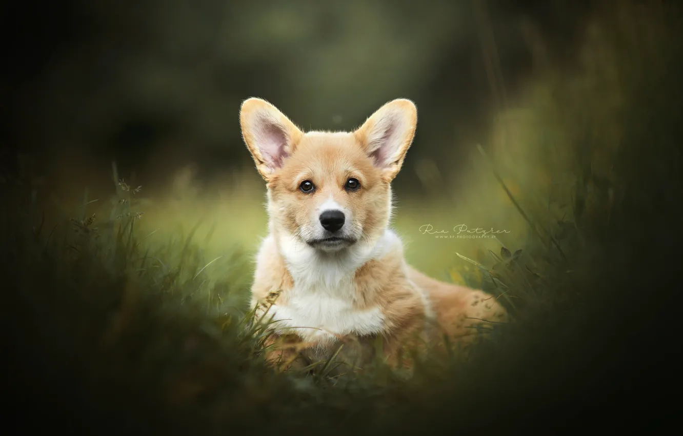 Photo wallpaper grass, look, face, doggie, Welsh Corgi