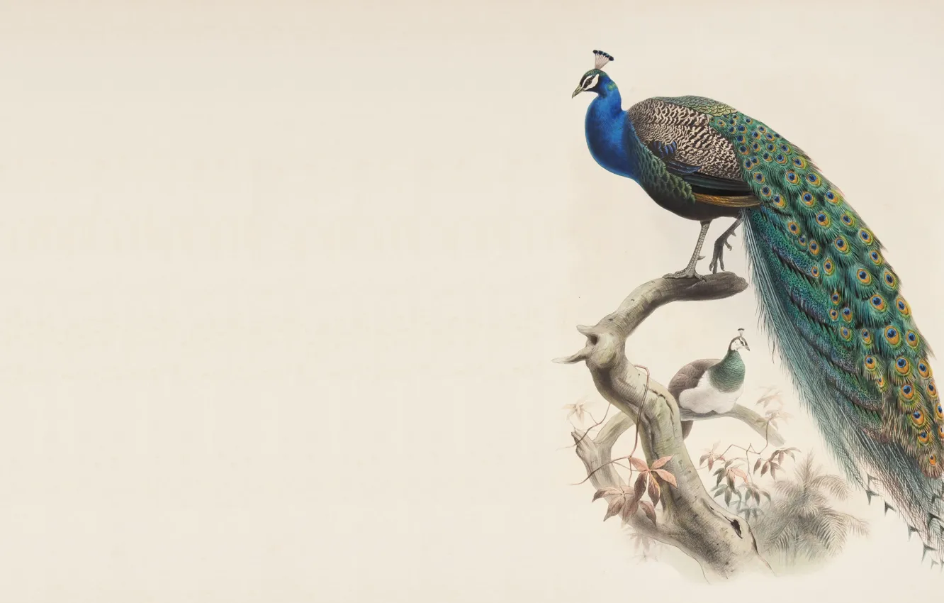 Photo wallpaper bird, minimalism, branch, master, peacock, painting
