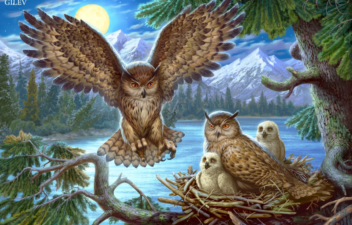 Photo wallpaper animals, owl, bird