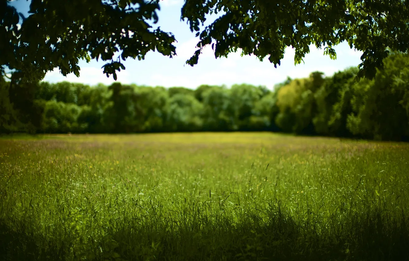 Photo wallpaper field, grass, tree, shadow, Sunny, bokeh