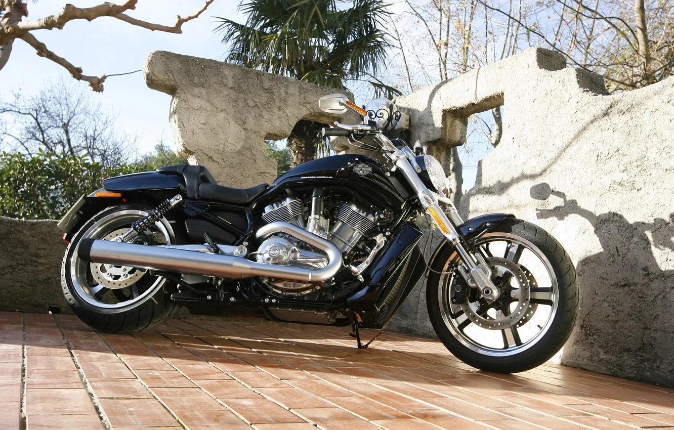 Photo wallpaper palm trees, wall, V-Rod, Muscle, Harley-Davidson, VRSCF, Cheaper