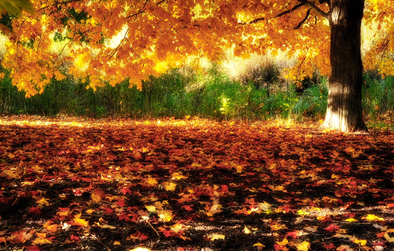 Photo wallpaper autumn, nature, tree, foliage, maple