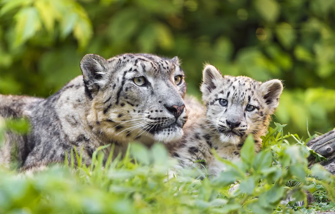 Photo wallpaper cat, grass, look, face, family, IRBIS, snow leopard, cub