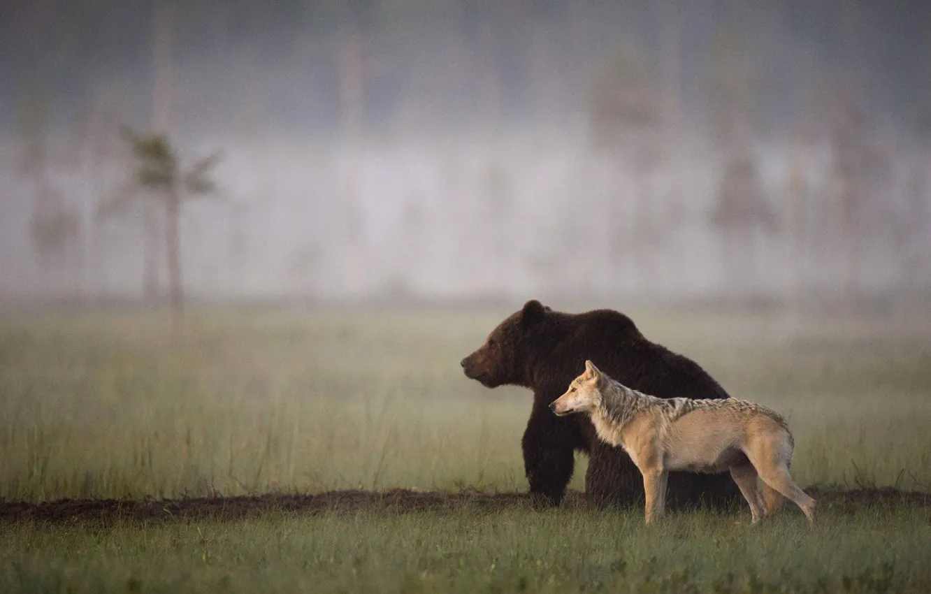 Photo wallpaper animals, Wolf, wildlife, Bear