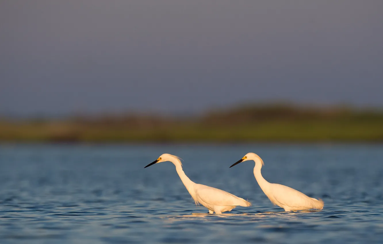 Photo wallpaper lake, birds, sunlight, wildlife, hunting, Egrets