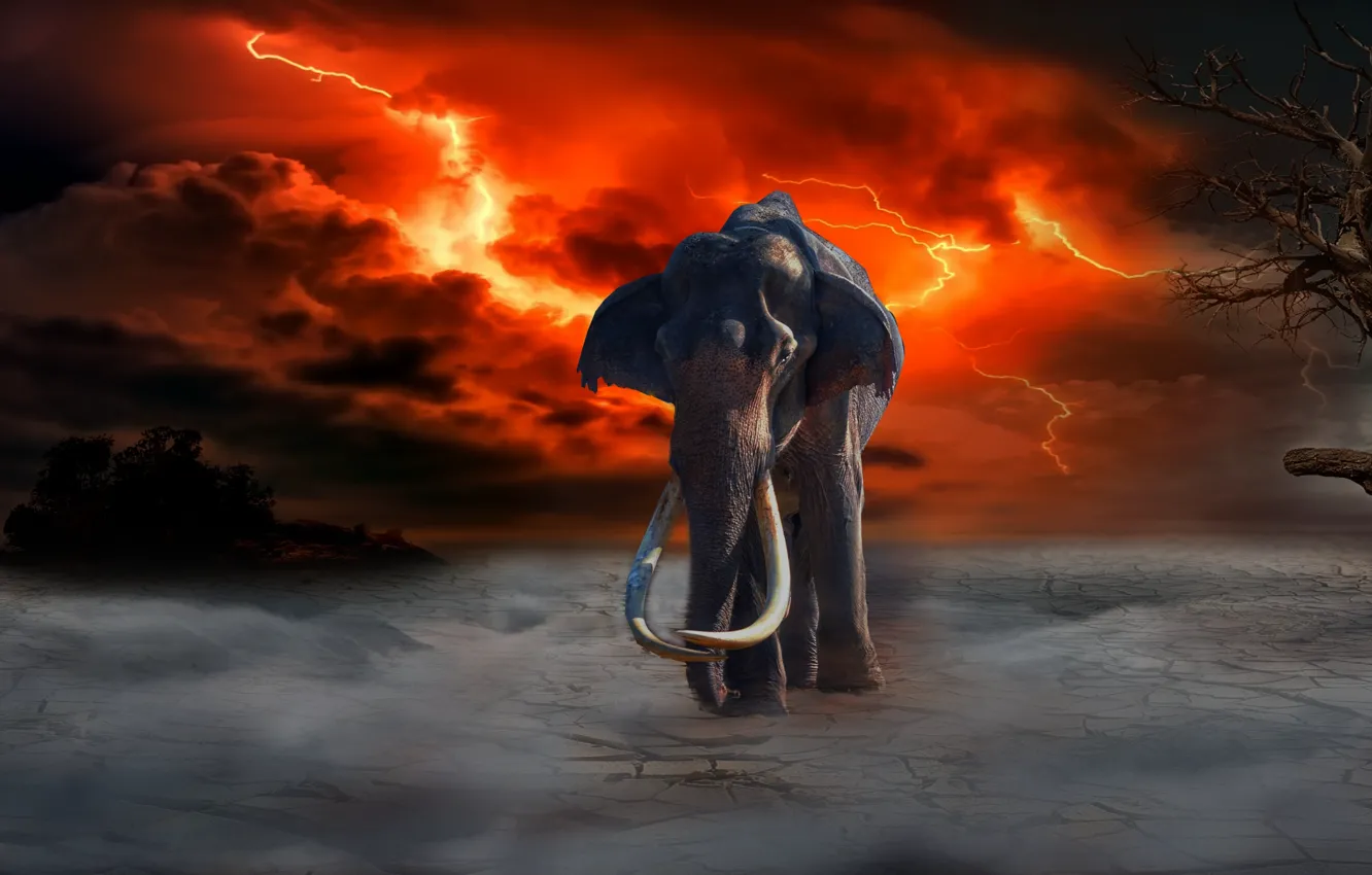 Photo wallpaper fire, Lightning, elephant