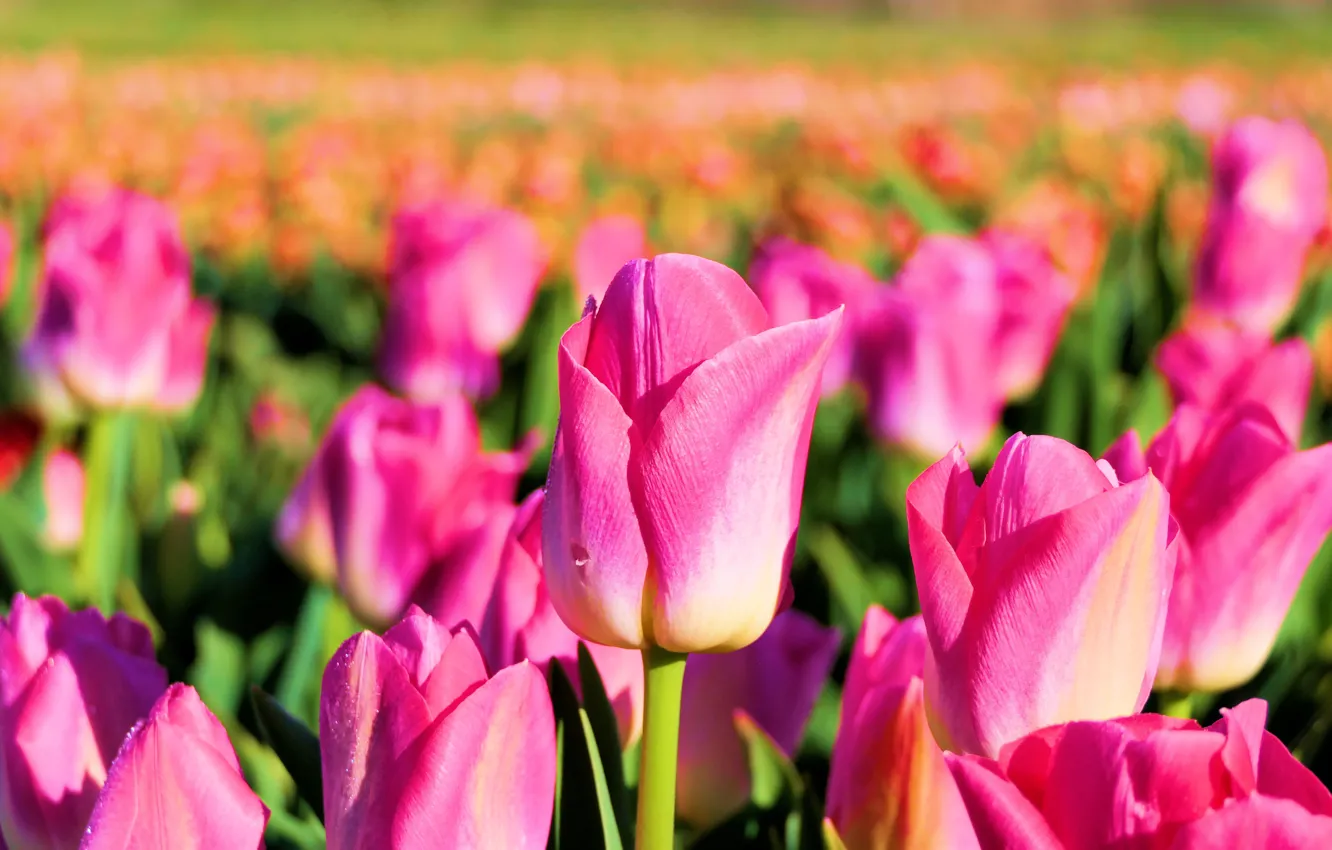 Photo wallpaper field, France, tulips, pink, buds, plantation