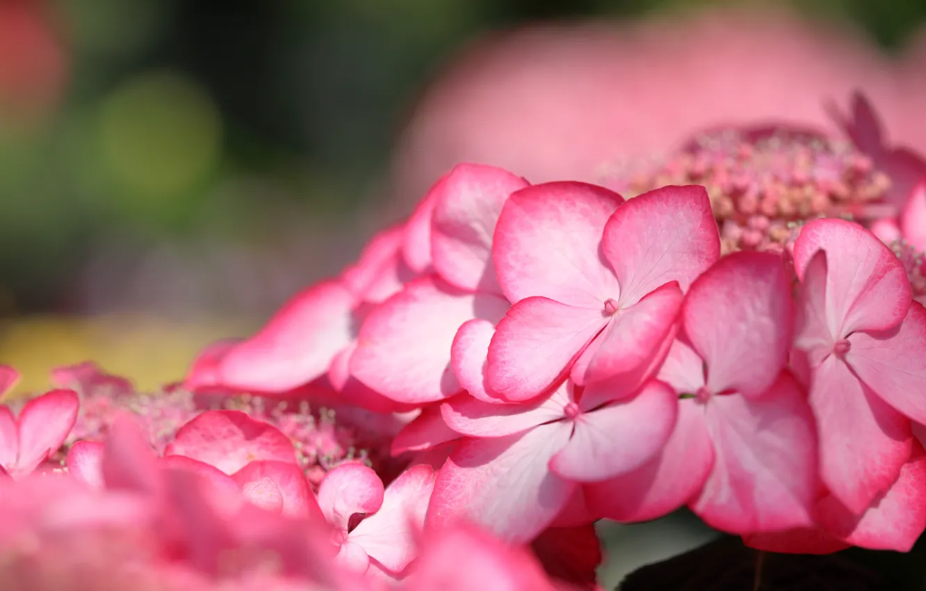 Photo wallpaper macro, flowers, petals, pink, hydrangea, inflorescence