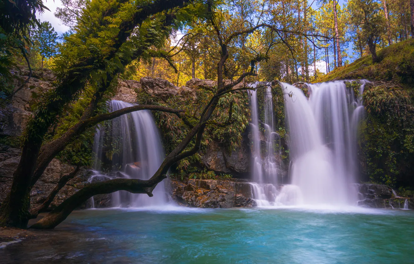 Photo wallpaper forest, trees, waterfall, India, cascade
