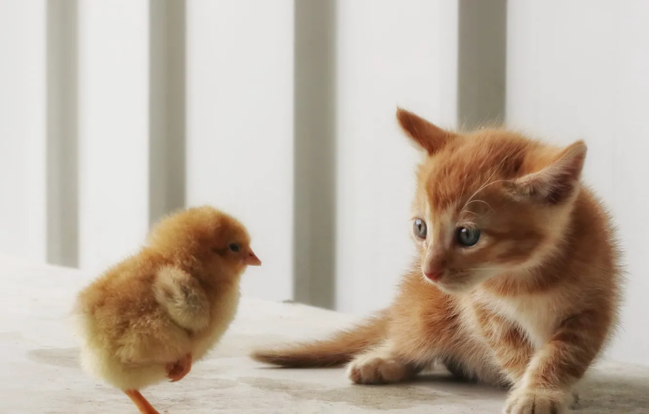 Photo wallpaper cat, cat, look, pose, chickens, kitty, face