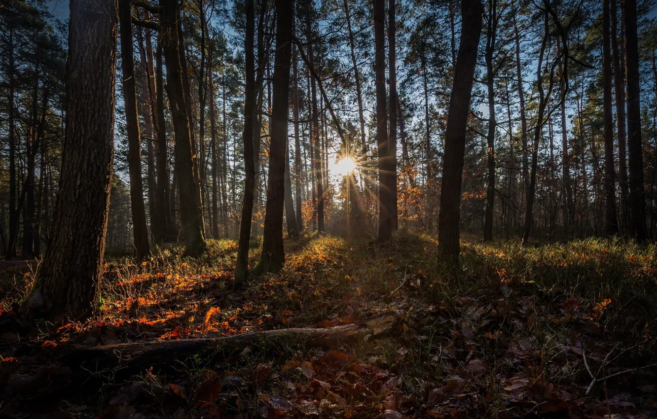 Photo wallpaper autumn, forest, fallen leaves