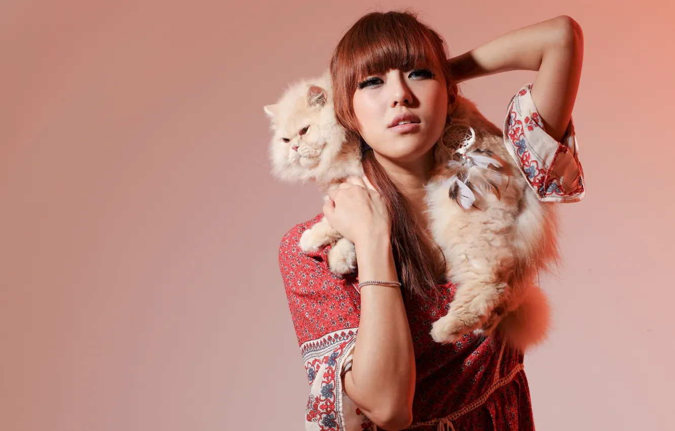 Photo wallpaper cat, cat, background, model, Asian, Persian cat