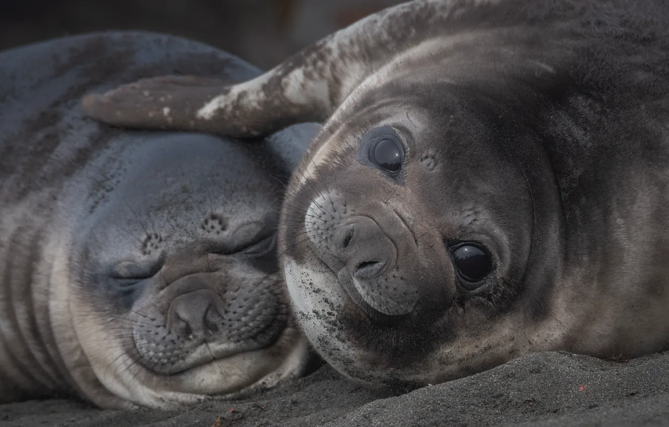 Wallpaper Antarctica, cub, faces, seals, Elephant seals for mobile and ...