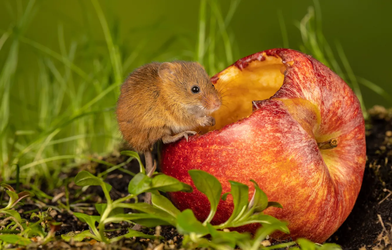 Photo wallpaper greens, grass, red, apples, mouse, mouse, leaves, The mouse is tiny