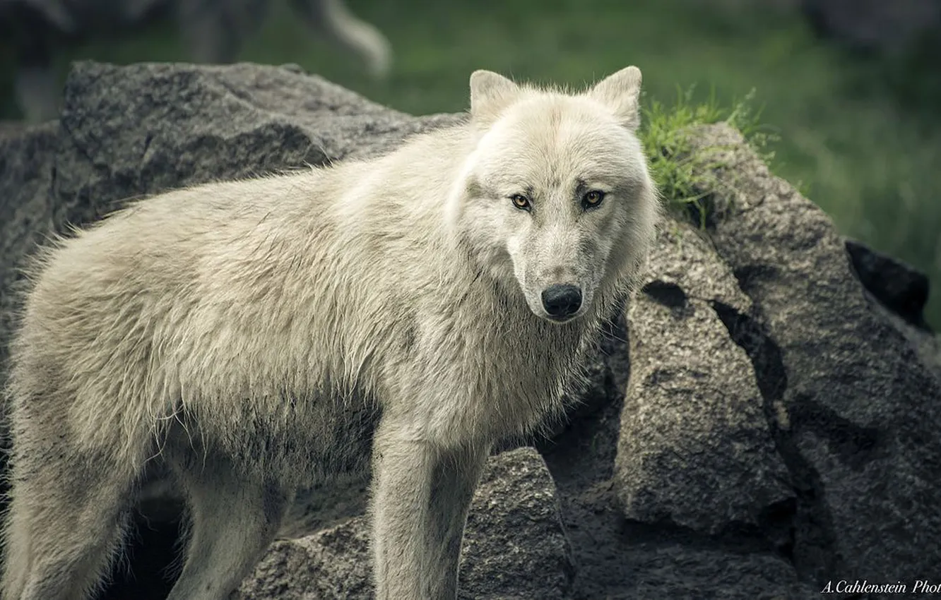 Photo wallpaper nature, face, animal, wolf, wildlife, head, fur, mammal