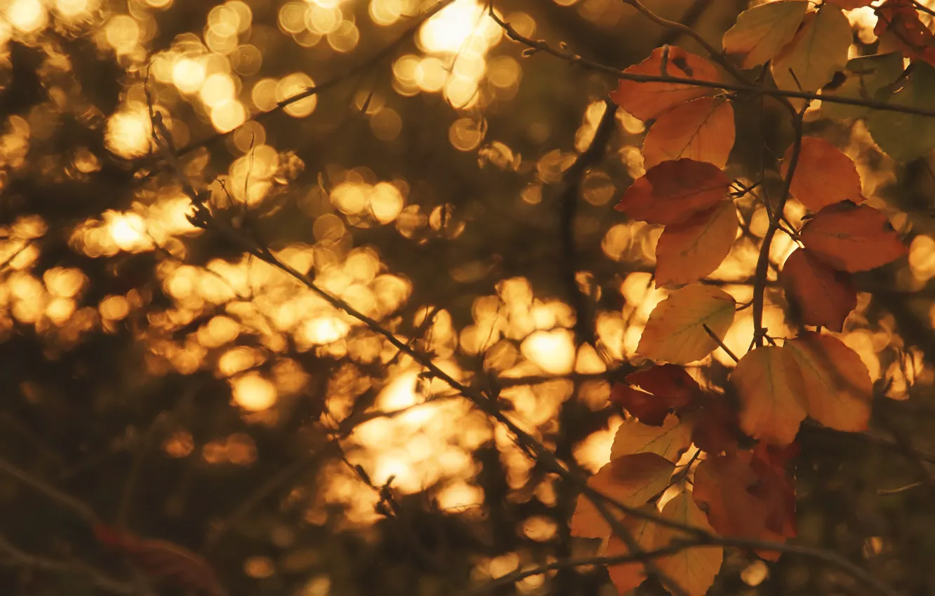Photo wallpaper autumn, light, branches, glare, foliage, yellow, bokeh, autumn leaves