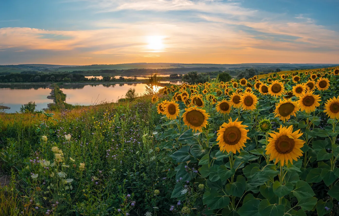 Photo wallpaper field, summer, the sun, sunflowers, flowers, lake