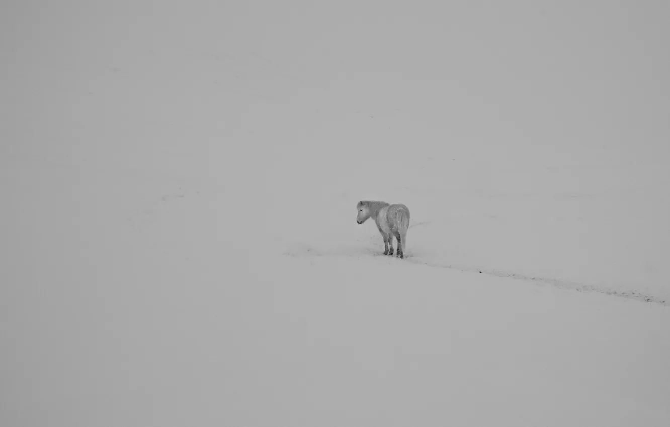 Photo wallpaper winter, field, horse