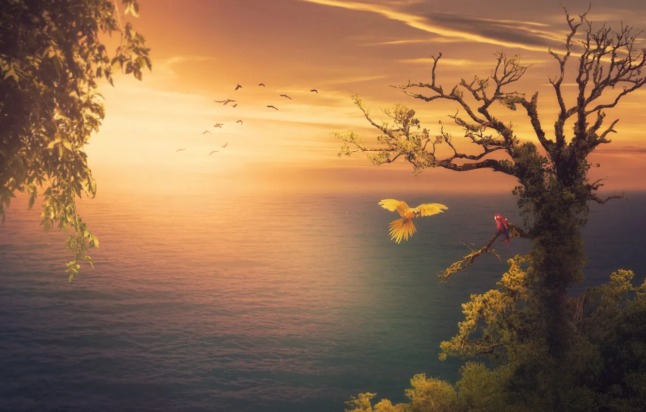 Photo wallpaper sea, leaves, the sun, clouds, light, trees, flight, sunset