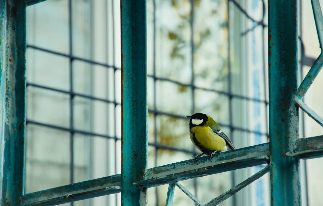 Photo wallpaper autumn, bird, grille, tit