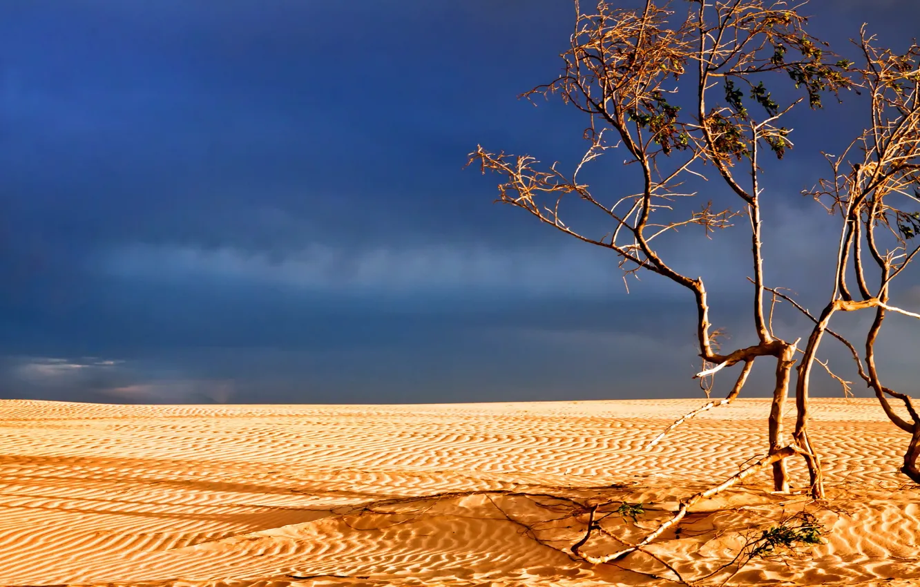 Photo wallpaper landscape, tree, desert