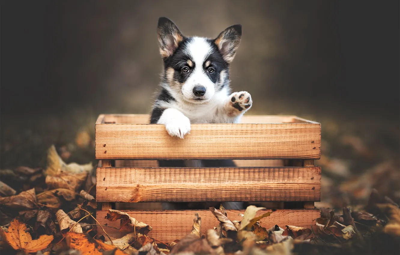 Photo wallpaper autumn, look, nature, pose, glade, foliage, legs, dog